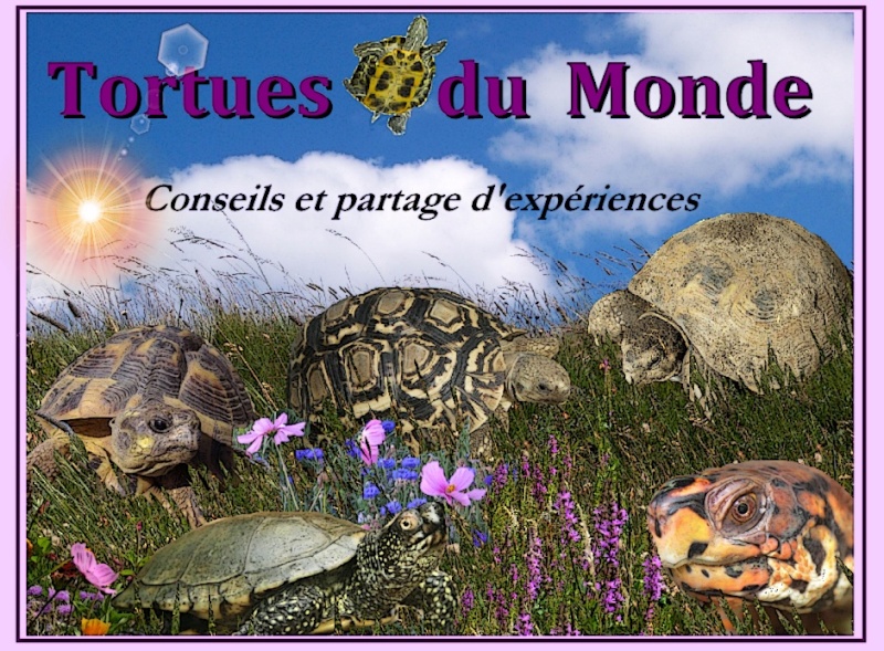 Tortues du Monde